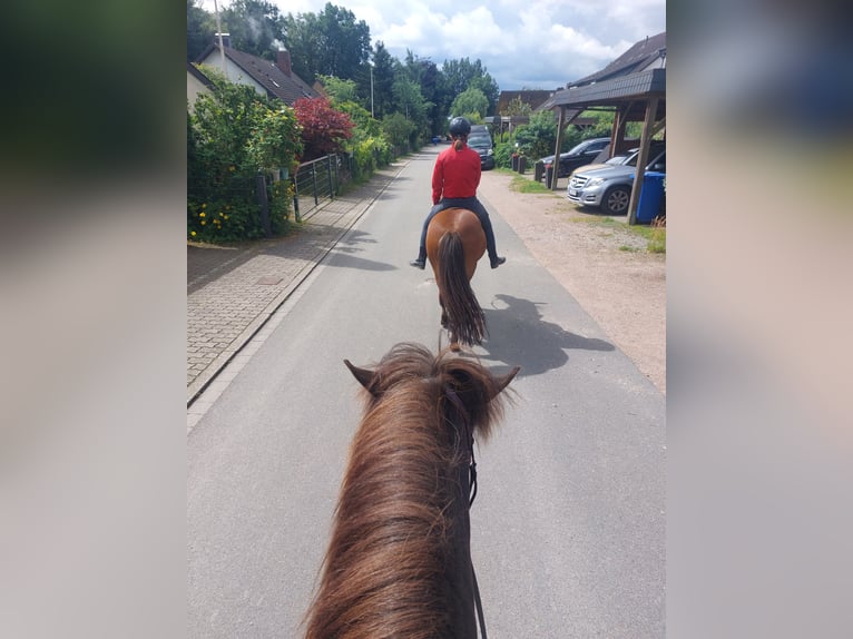 Islandpferd Stute 9 Jahre 138 cm Rappe in Hamburg