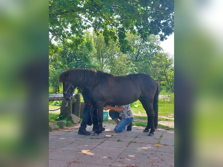Islandpferd Stute 9 Jahre 138 cm Rappe in Hamburg
