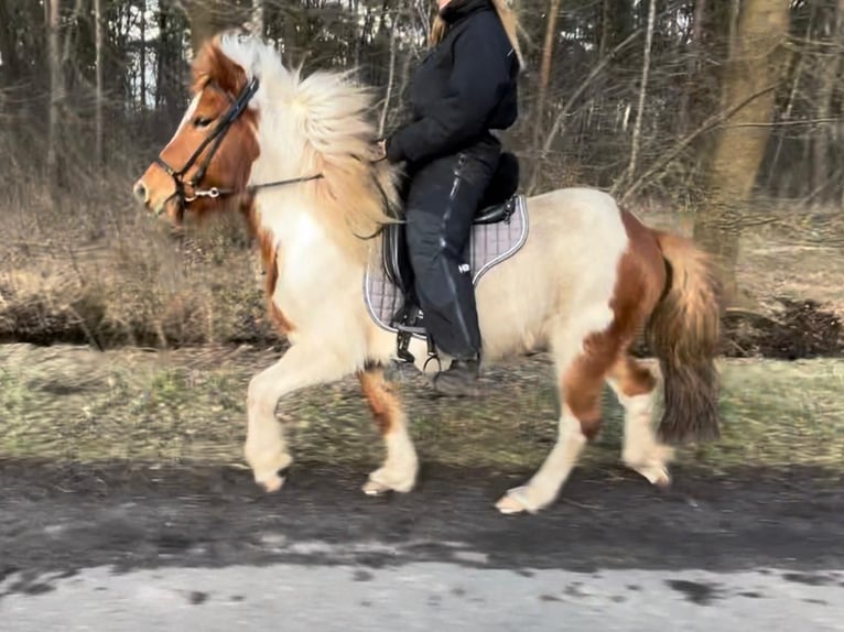 Islandpferd Stute 9 Jahre 138 cm Schecke in Neustadt am Rübenberge