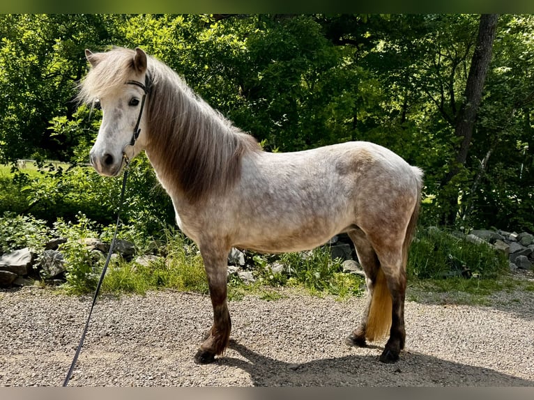 Islandpferd Stute 9 Jahre 138 cm Schimmel in Roetgen