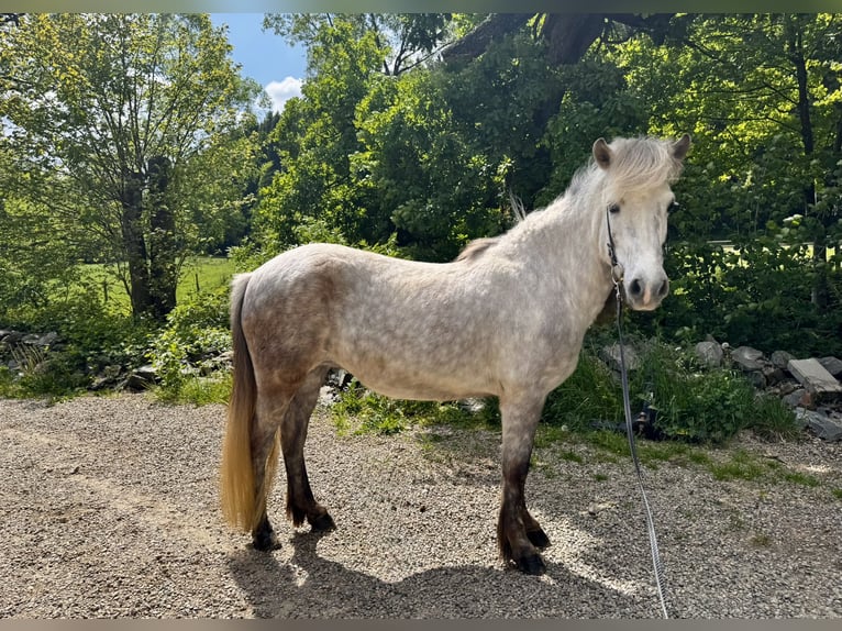 Islandpferd Stute 9 Jahre 138 cm Schimmel in Roetgen