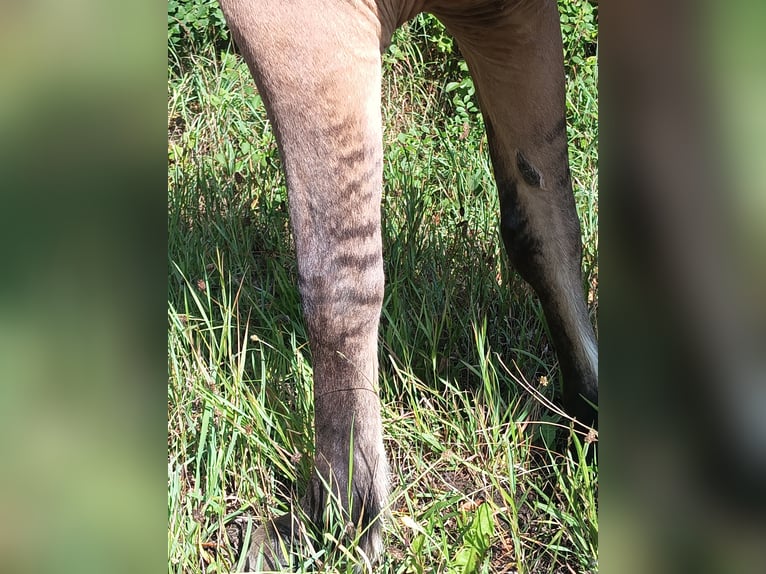 Islandpferd Stute 9 Jahre 139 cm Falbe in Kasseedorf