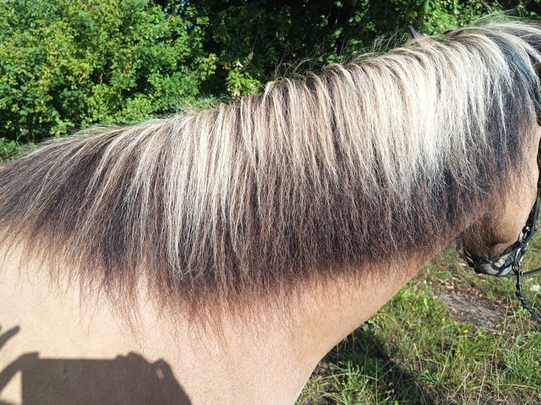 Islandpferd Stute 9 Jahre 139 cm Falbe in Kasseedorf
