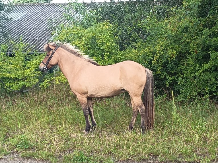 Islandpferd Stute 9 Jahre 139 cm Falbe in Kasseedorf