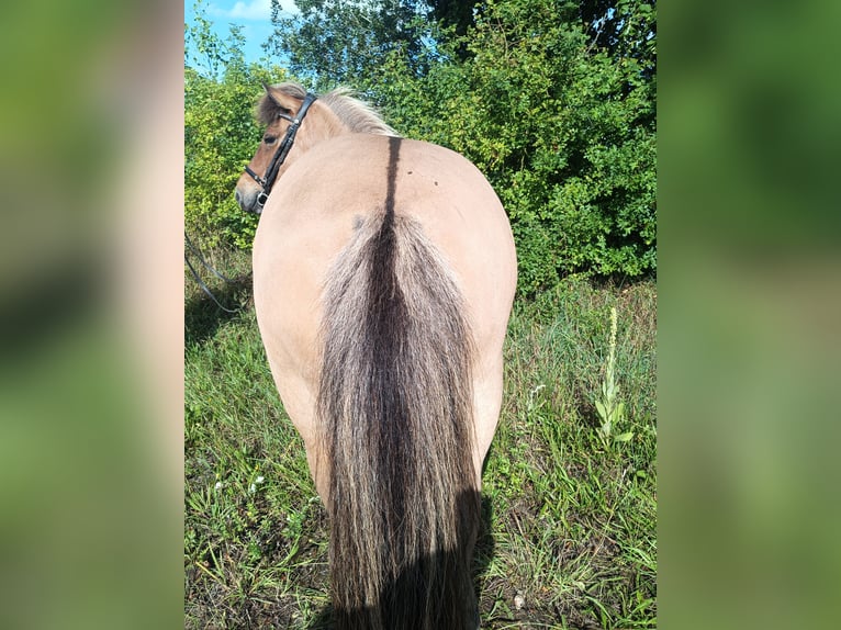 Islandpferd Stute 9 Jahre 139 cm Falbe in Kasseedorf