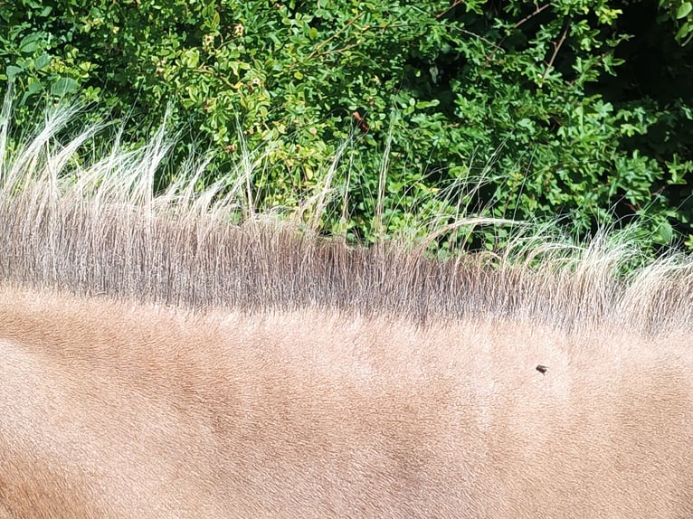 Islandpferd Stute 9 Jahre 139 cm Falbe in Kasseedorf