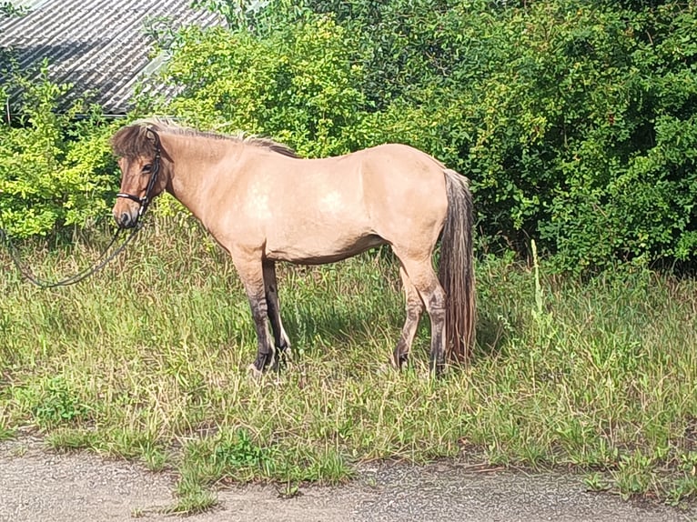 Islandpferd Stute 9 Jahre 139 cm Falbe in Kasseedorf