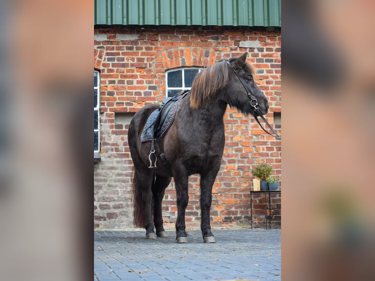 Islandpferd Stute 9 Jahre 140 cm Brauner in Blunk