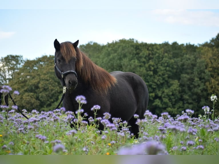 Islandpferd Stute 9 Jahre 140 cm Brauner in Blunk