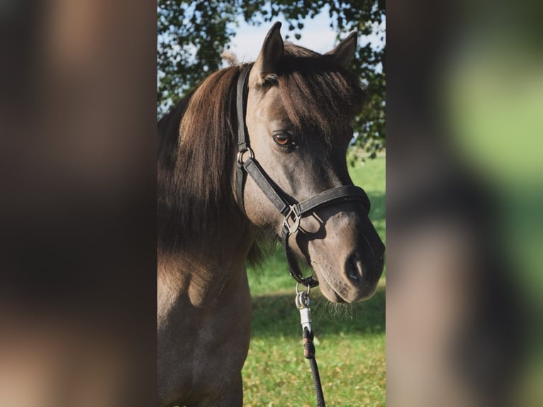 Islandpferd Stute 9 Jahre 140 cm Falbe in Lochen am See