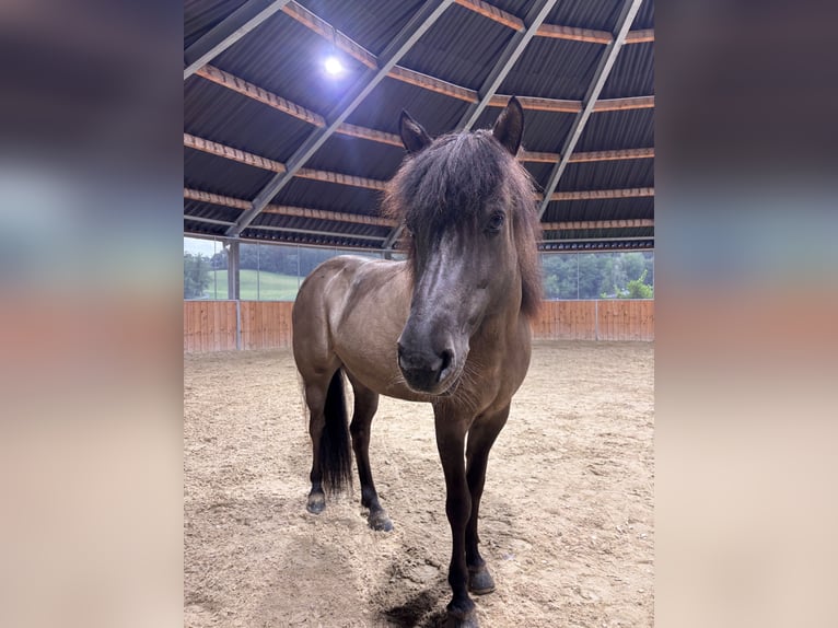Islandpferd Stute 9 Jahre 140 cm Falbe in Lochen am See