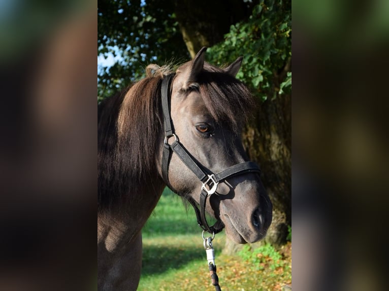 Islandpferd Stute 9 Jahre 140 cm Falbe in Lochen am See