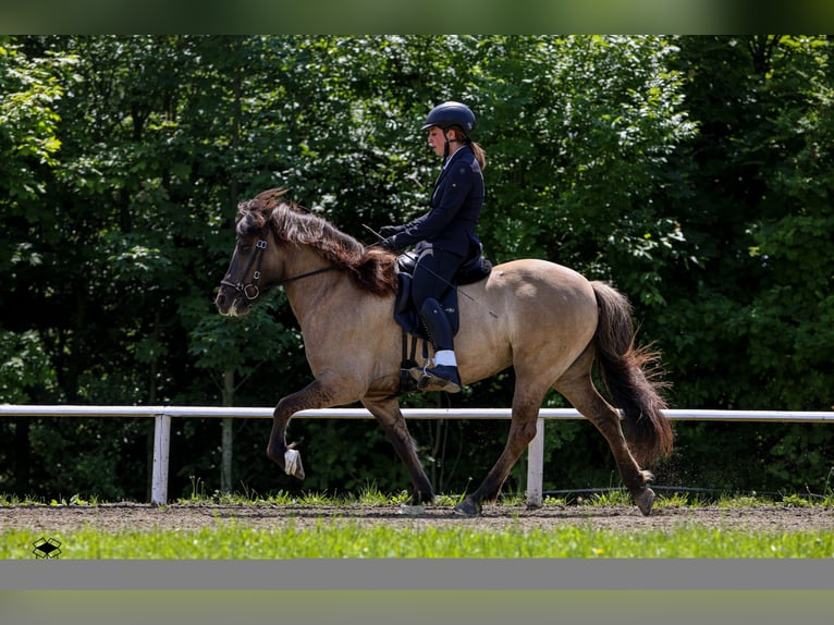 Islandpferd Stute 9 Jahre 140 cm Falbe in Lochen am See