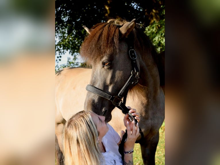 Islandpferd Stute 9 Jahre 140 cm Falbe in Lochen am See