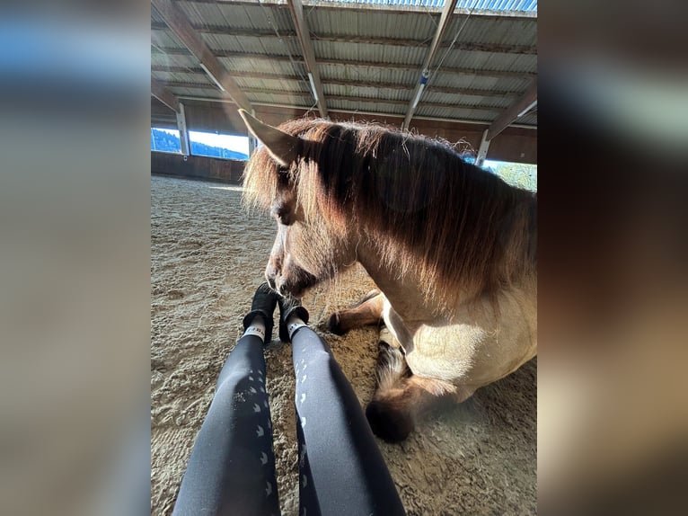 Islandpferd Stute 9 Jahre 140 cm Falbe in Lochen am See