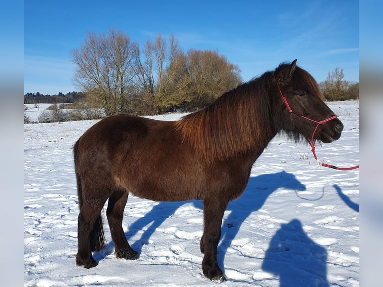 Islandpferd Stute 9 Jahre 141 cm Rappe in Langenhagen