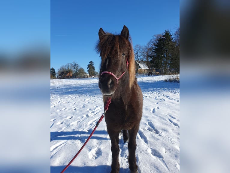 Islandpferd Stute 9 Jahre 141 cm Rappe in Langenhagen