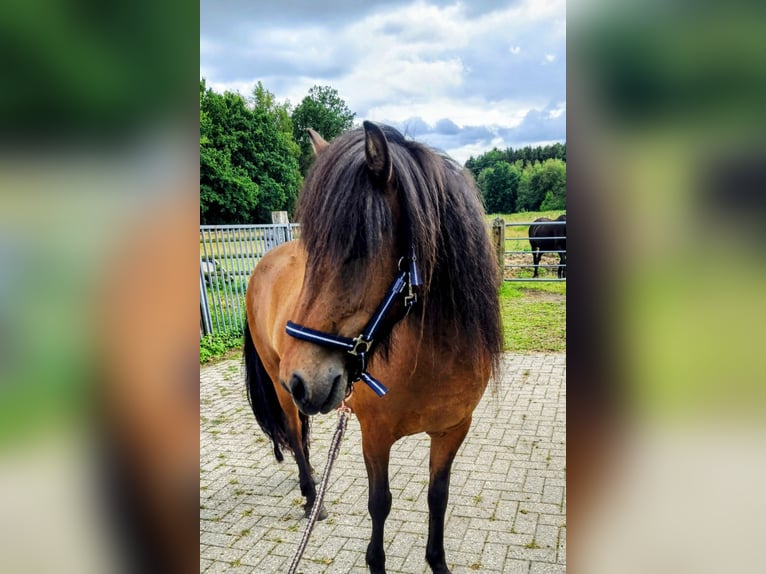 Islandpferd Stute 9 Jahre 142 cm Brauner in Hermannsburg
