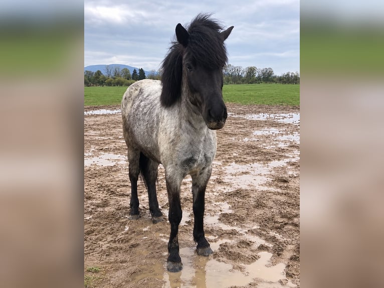 Islandpferd Stute 9 Jahre 142 cm Roan-Blue in Muggensturm