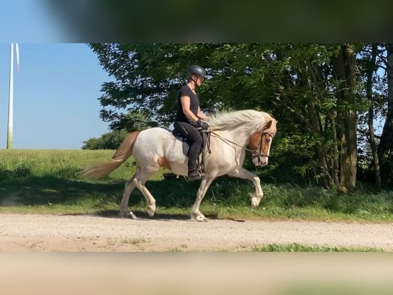 Islandpferd Stute 9 Jahre 142 cm Schecke in Schneverdingen