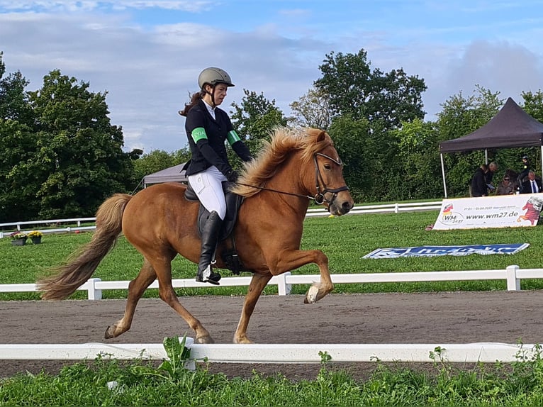 Islandpferd Stute 9 Jahre 143 cm Fuchs in Pirna