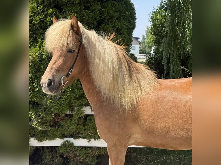 Islandpferd Stute 9 Jahre 143 cm Fuchs in Lochen am See