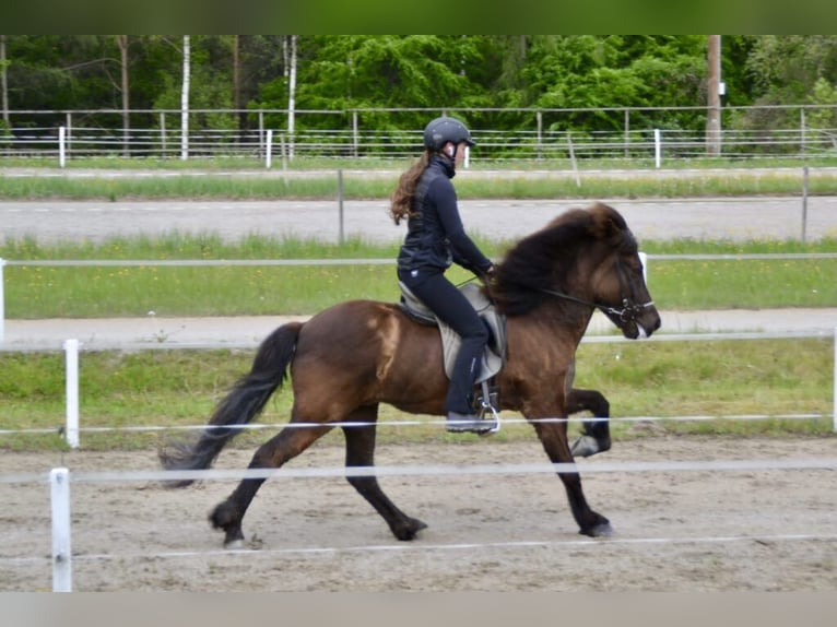 Islandpferd Stute 9 Jahre 143 cm Rappe in St. Radegund