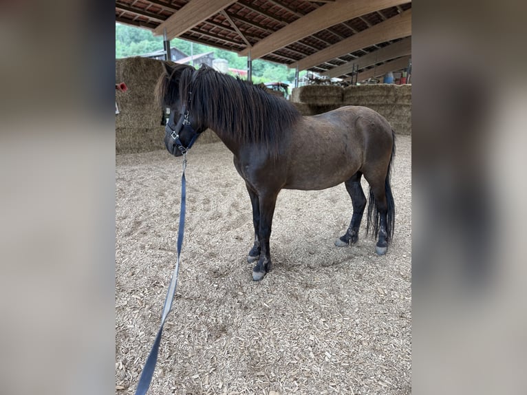 Islandpferd Stute 9 Jahre 143 cm Rappe in Saarburg