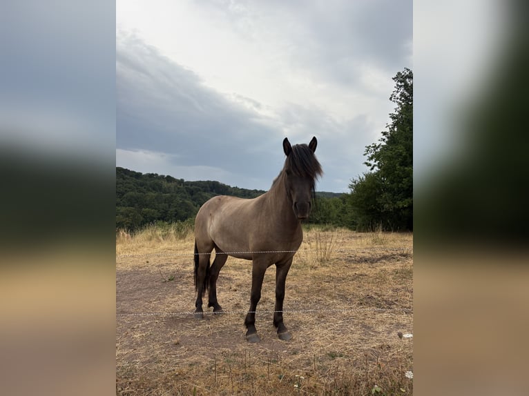 Islandpferd Stute 9 Jahre 143 cm Rappe in Saarburg