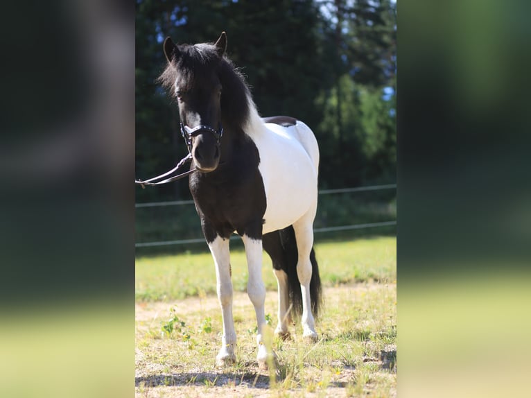 Islandpferd Stute 9 Jahre 143 cm Schecke in Regenstauf