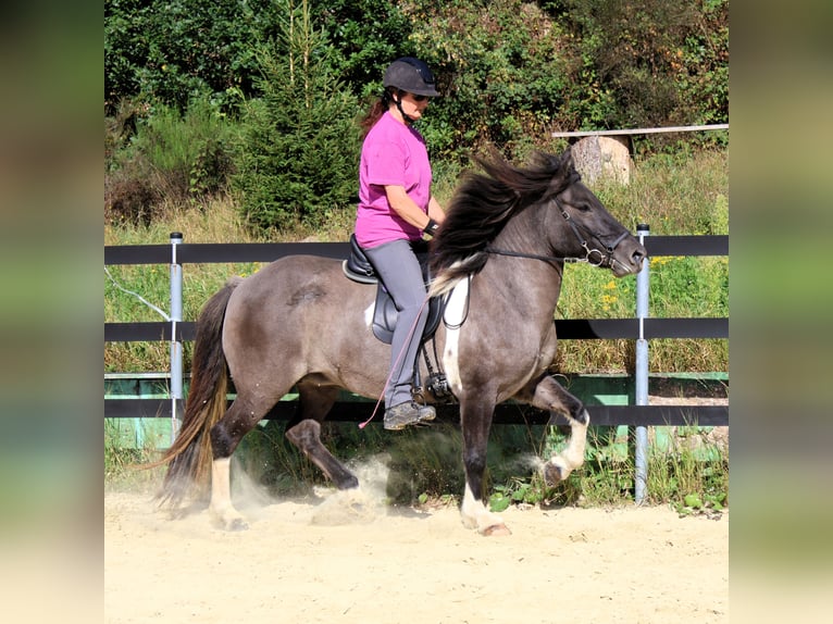 Islandpferd Stute 9 Jahre 144 cm Schecke in Friesenhagen