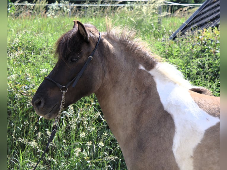 Islandpferd Stute 9 Jahre 144 cm Schecke in Friesenhagen