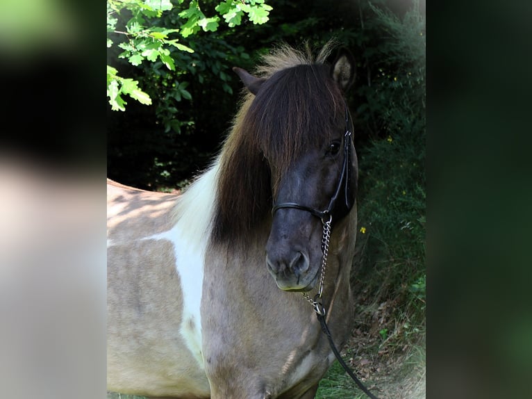 Islandpferd Stute 9 Jahre 144 cm Schecke in Friesenhagen
