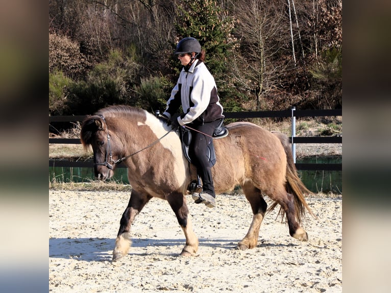 Islandpferd Stute 9 Jahre 144 cm Schecke in Friesenhagen