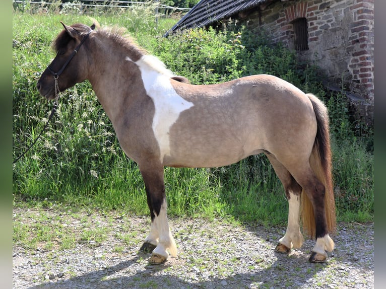 Islandpferd Stute 9 Jahre 144 cm Schecke in Friesenhagen