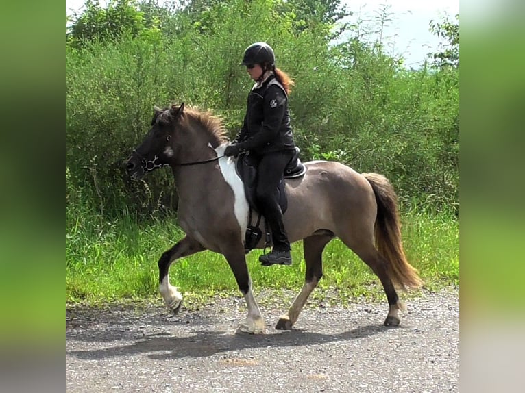 Islandpferd Stute 9 Jahre 144 cm Schecke in Friesenhagen