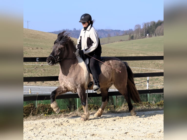 Islandpferd Stute 9 Jahre 144 cm Schecke in Friesenhagen