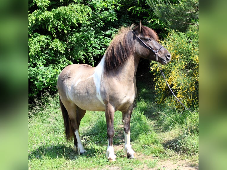 Islandpferd Stute 9 Jahre 144 cm Schecke in Friesenhagen