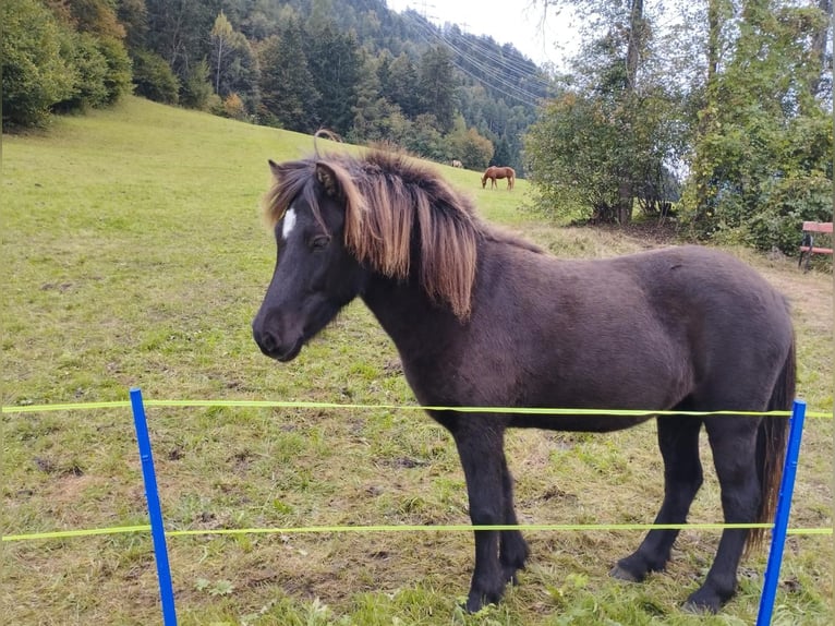 Islandpferd Stute 9 Jahre 144 cm Schwarzbrauner in Haiming