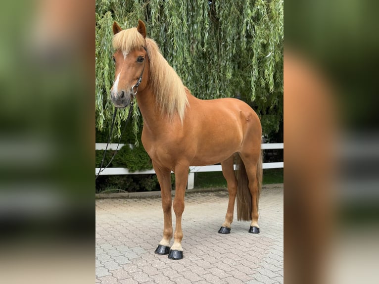 Islandpferd Stute 9 Jahre 145 cm Fuchs in Lochen am See