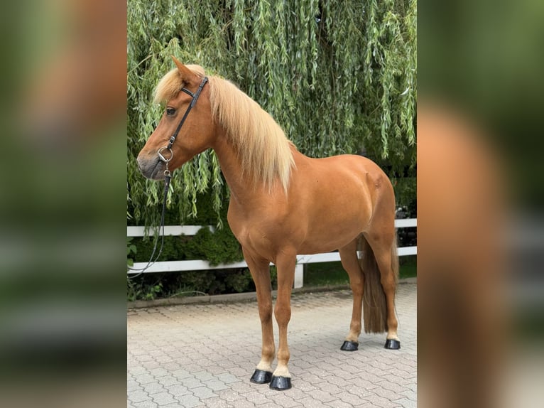 Islandpferd Stute 9 Jahre 145 cm Fuchs in Lochen am See