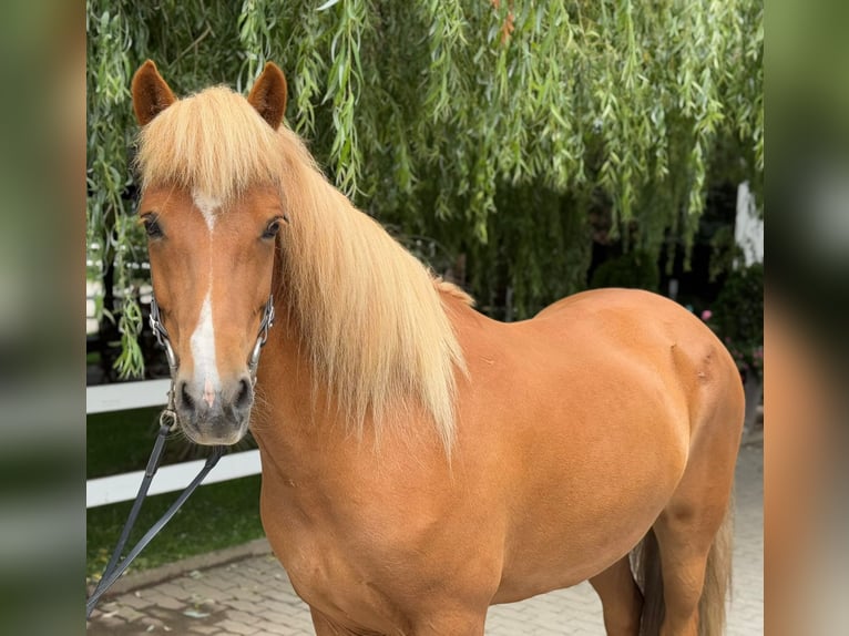 Islandpferd Stute 9 Jahre 145 cm Fuchs in Lochen am See