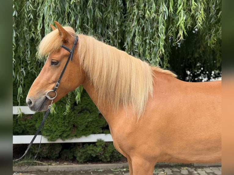Islandpferd Stute 9 Jahre 145 cm Fuchs in Lochen am See