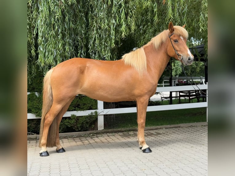 Islandpferd Stute 9 Jahre 145 cm Fuchs in Lochen am See