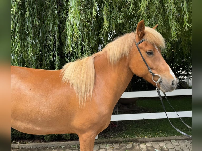 Islandpferd Stute 9 Jahre 145 cm Fuchs in Lochen am See