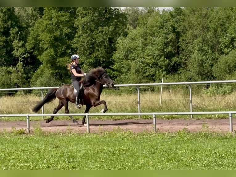 Islandpferd Stute 9 Jahre 145 cm Rappe in Soltau