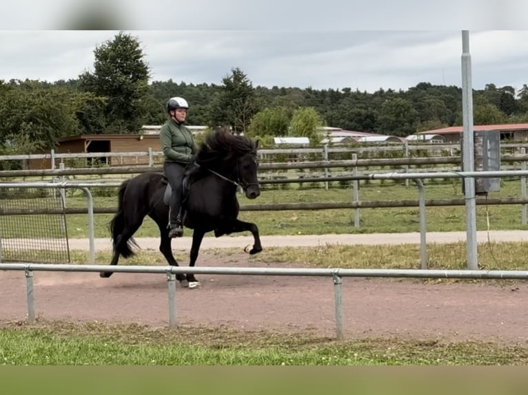 Islandpferd Stute 9 Jahre 145 cm Rappe in Soltau