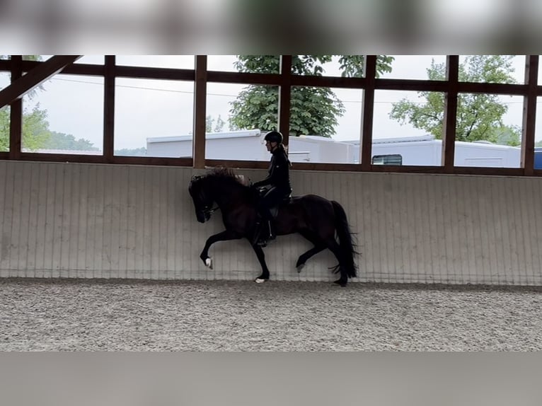 Islandpferd Stute 9 Jahre 145 cm Rappe in Soltau