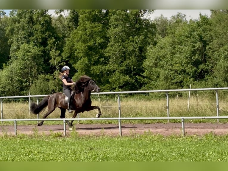 Islandpferd Stute 9 Jahre 145 cm Rappe in Soltau