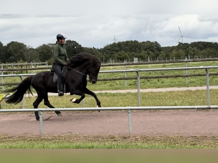 Islandpferd Stute 9 Jahre 145 cm Rappe in Soltau